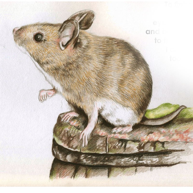 Drawings Of Mice Stock Illustrations, Royalty-Free Vector Graphics & Clip  Art - iStock